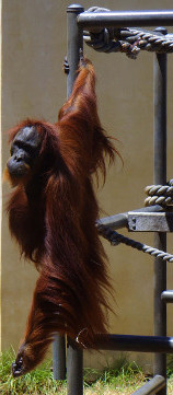 Orangutans need rainforests.